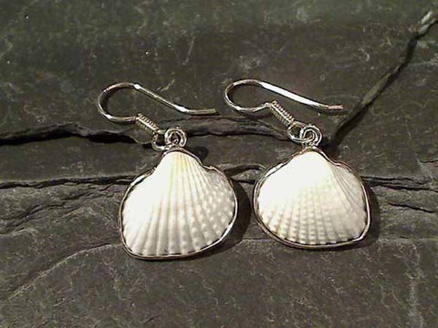 Ark Shell, .950 Fine Sterling Earrings