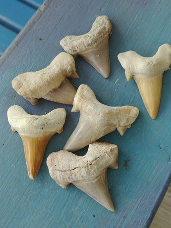 Fossil Sharks Tooth